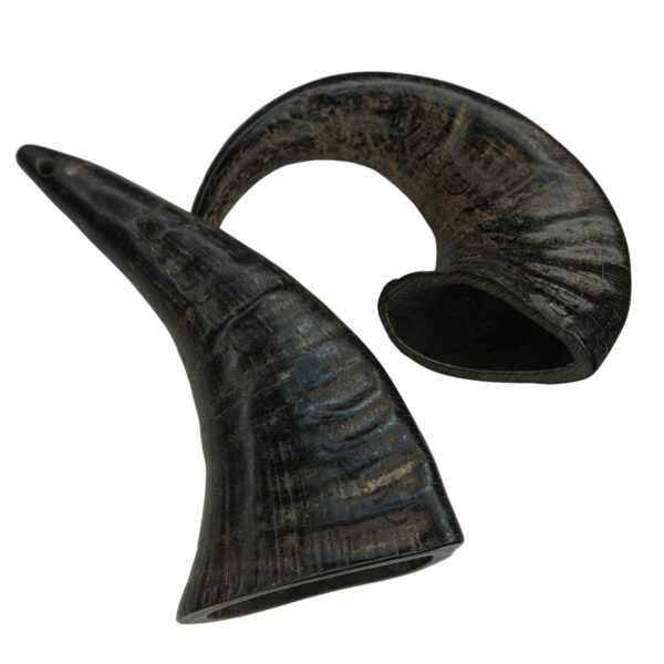 Buffalo Horn Medium Size - Image 2