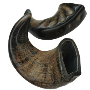 Buffalo Horn Small Size