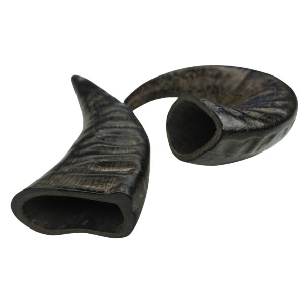 Buffalo Horn Large Size - Image 3