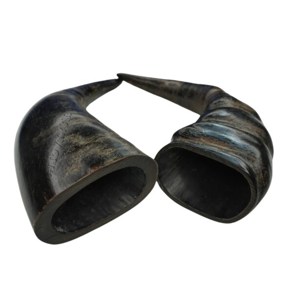 Buffalo Horn XLarge Size - Image 3