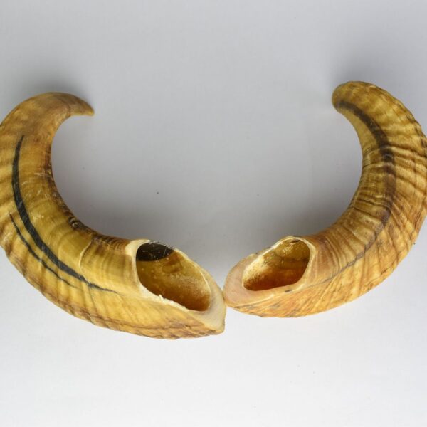 Ram Horn Chew – Natural Dental Care Treat for Dogs of All Breeds - Image 2