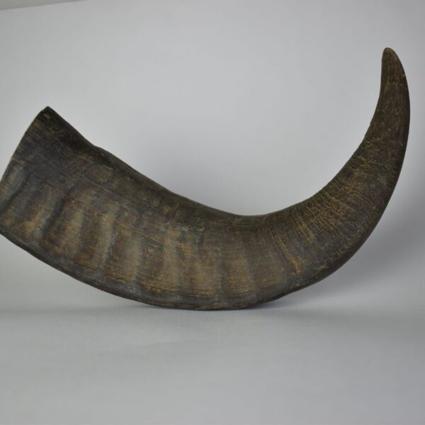Natural Buffalo Horn Dog Chew – Long-Lasting & Healthy Treat for Dogs - Image 2