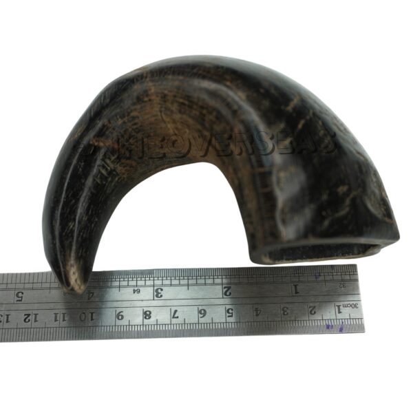 Buffalo Horn Small Size - Image 2