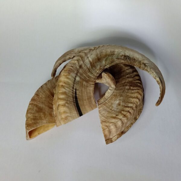 Natural Ram Horn Dog Chew – Tough, Healthy & Long-Lasting Treat - Image 10