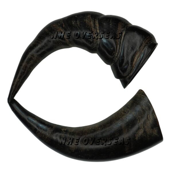 Buffalo Horn XLarge Size - Image 2