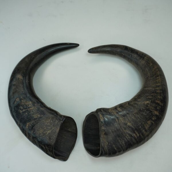 Natural Buffalo Horn Dog Chew – Long-Lasting & Healthy Treat for Dogs - Image 11
