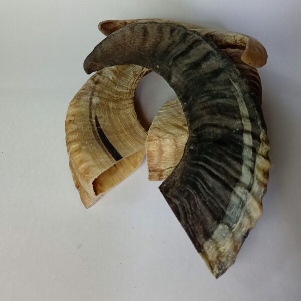 Natural Ram Horn Dog Chew – Tough, Healthy & Long-Lasting Treat - Image 11
