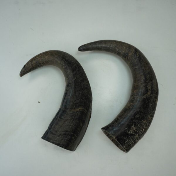 Natural Buffalo Horn Dog Chew – Long-Lasting & Healthy Treat for Dogs - Image 16