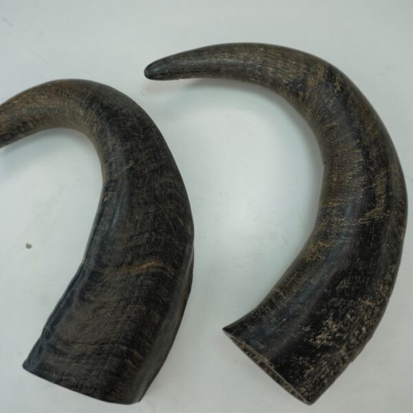 Natural Buffalo Horn Dog Chew – Long-Lasting & Healthy Treat for Dogs - Image 18