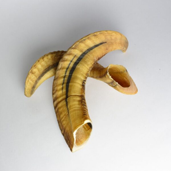 Ram Horn Chew – Natural Dental Care Treat for Dogs of All Breeds