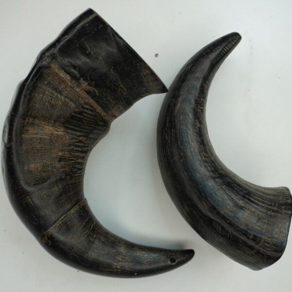 Natural Buffalo Horn Dog Chew – Long-Lasting & Healthy Treat for Dogs - Image 2
