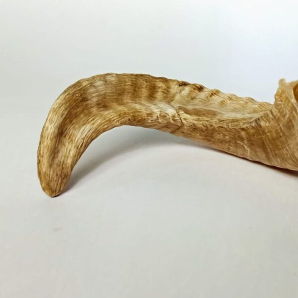 Ram Horn Chew – Natural Dental Care Treat for Dogs of All Breeds - Image 3