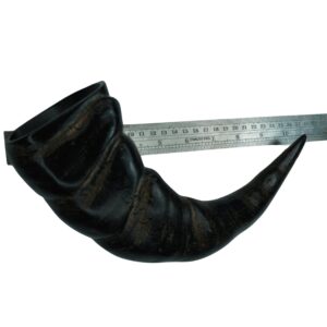 Buffalo Horn XLarge Size