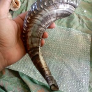 Ram Horn Shofar – Traditional Handmade Shofar for Ceremonial Use