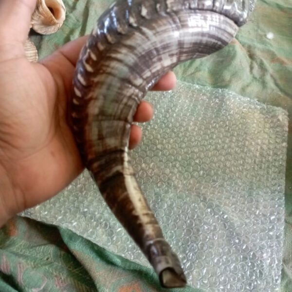Ram Horn Shofar – Traditional Handmade Shofar for Ceremonial Use