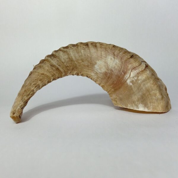 Natural Ram Horn Dog Chew – Tough, Healthy & Long-Lasting Treat - Image 5