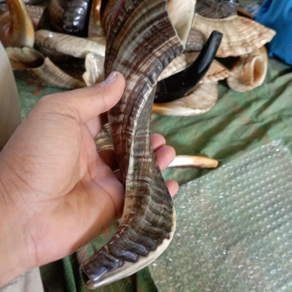 Ram Horn Shofar – Traditional Handmade Shofar for Ceremonial Use - Image 3