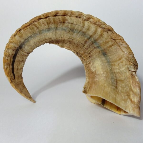 Natural Ram Horn Dog Chew – Tough, Healthy & Long-Lasting Treat (Copy) - Image 2