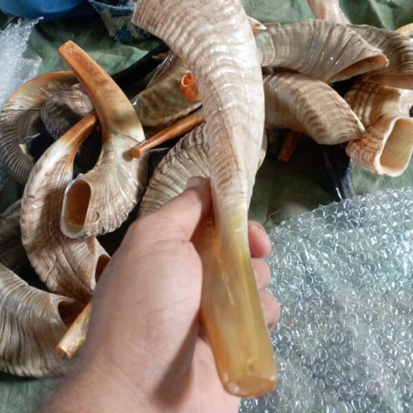 Ram Horn Shofar – Traditional Handmade Shofar for Ceremonial Use - Image 2