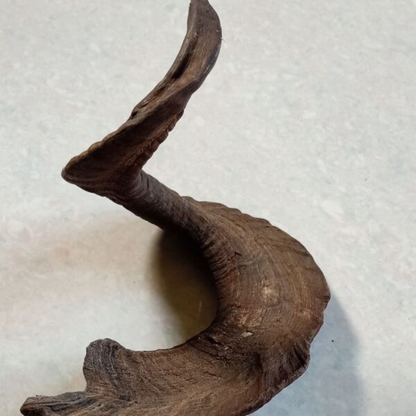Natural Goat Horn Dog Chew – Healthy & Long-Lasting Treat - Image 7