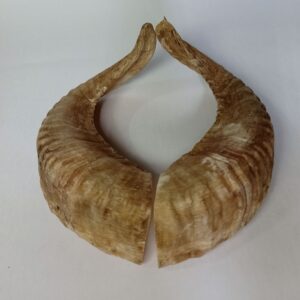 Natural Ram Horn Dog Chew – Tough, Healthy & Long-Lasting Treat