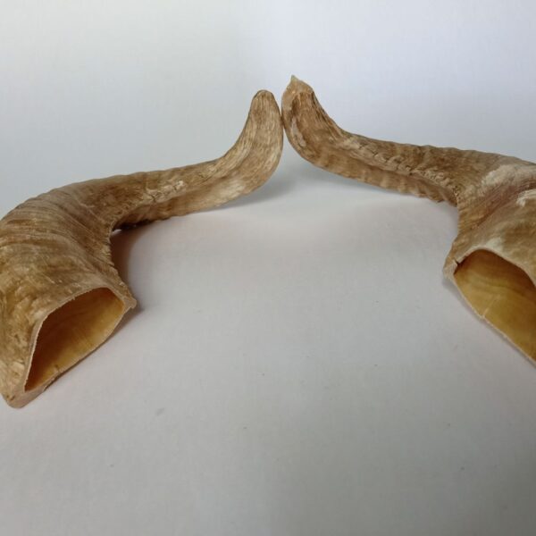 Natural Ram Horn Dog Chew – Tough, Healthy & Long-Lasting Treat - Image 8