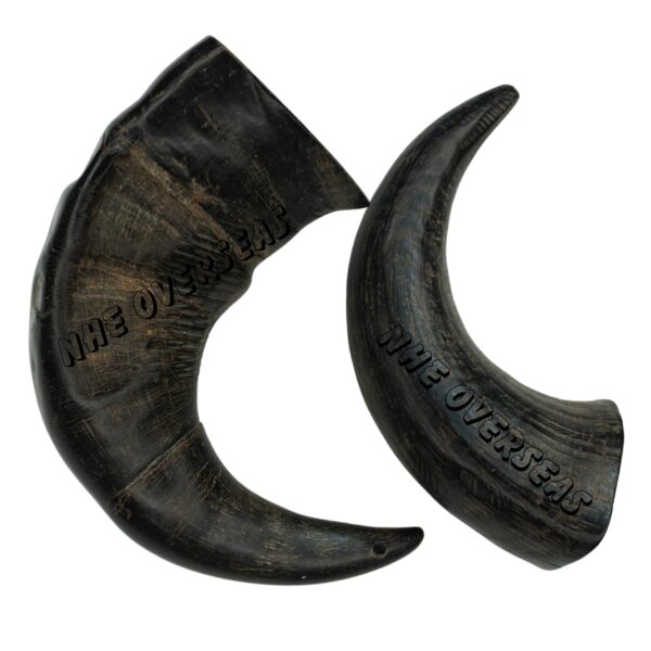 Buffalo Horn Large Size