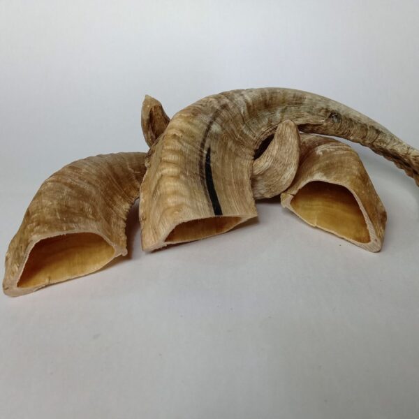 Natural Ram Horn Dog Chew – Tough, Healthy & Long-Lasting Treat - Image 9