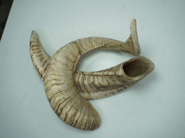 Natural Ram Horn Dog Chew – Tough, Healthy & Long-Lasting Treat (Copy) - Image 3