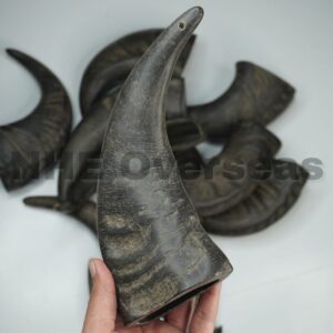 Premium Buffalo Horn Dog Chew | Long-Lasting Natural Chew For Dogs