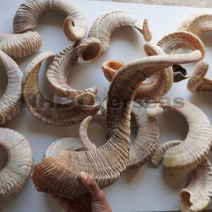 Handpicked Large Ram Horns – Unique Natural Decorative Horn Collection