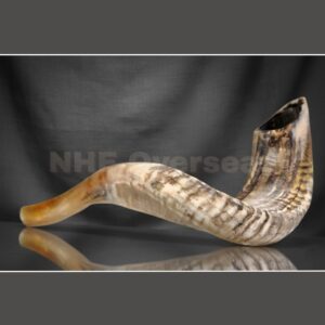Shofar Horns